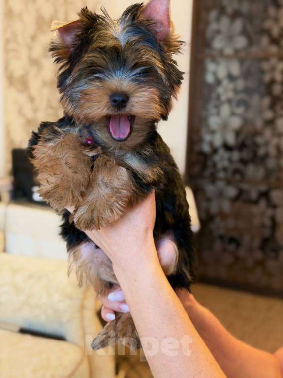 Собаки в Ульяновске: Щенок йоркширского терьера Мальчик, 45 000 руб. - фото 2