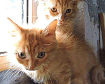 Кошки в Барнауле: Пушистые Рыжие и Голубые. Очаровательные котята., 100 руб. - фото 4