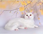 Кошки в Ливны: Котята Британские, 50 000 руб. - фото 8
