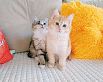 Кошки в Санкт-Петербурге: Котята 2 мес. британец и сибирская в одну семью Мальчик, 200 руб. - фото 6