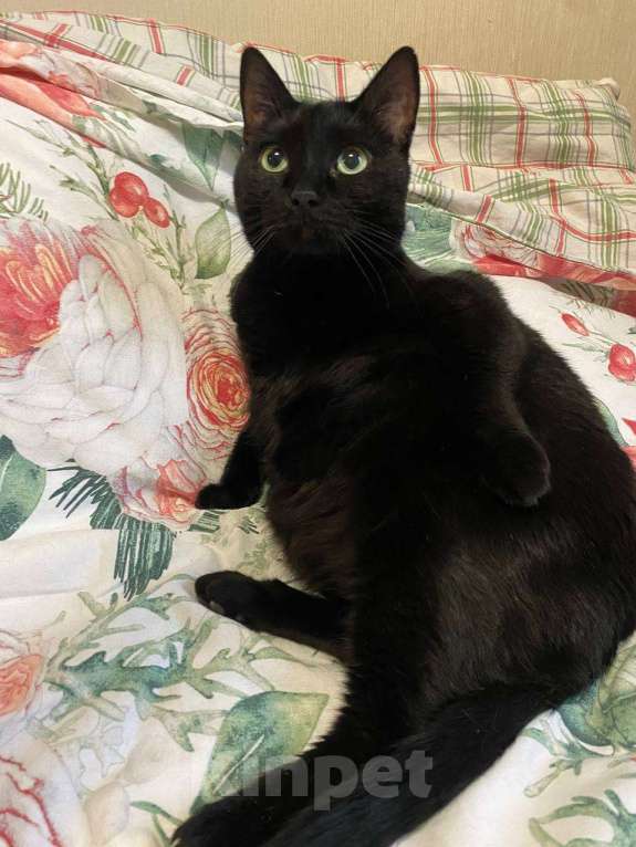 Кошки в Москве: Мы стали не нужны... Девочка, Бесплатно - фото 6