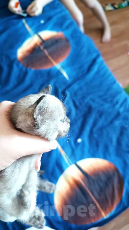 Кошки в Ростове-на-Дону: Котята европейской Бурмы  Мальчик, 80 000 руб. - фото 10