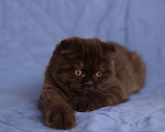 Кошки в Ульяновске: Вислоухая девочка Девочка, 45 000 руб. - фото 1