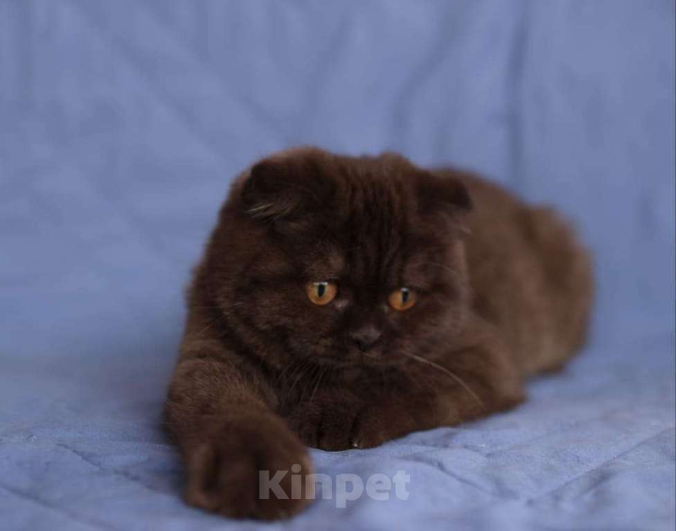 Кошки в Ульяновске: Вислоухая девочка Девочка, 45 000 руб. - фото 1