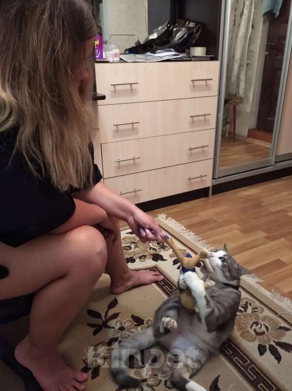 Кошки в Ростове-на-Дону: Ищу кота Мальчик, 10 000 руб. - фото 1