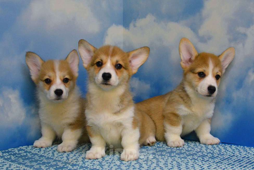 Собаки в Ногинске: Вельш корги пемброк Девочка, 45 000 руб. - фото 1