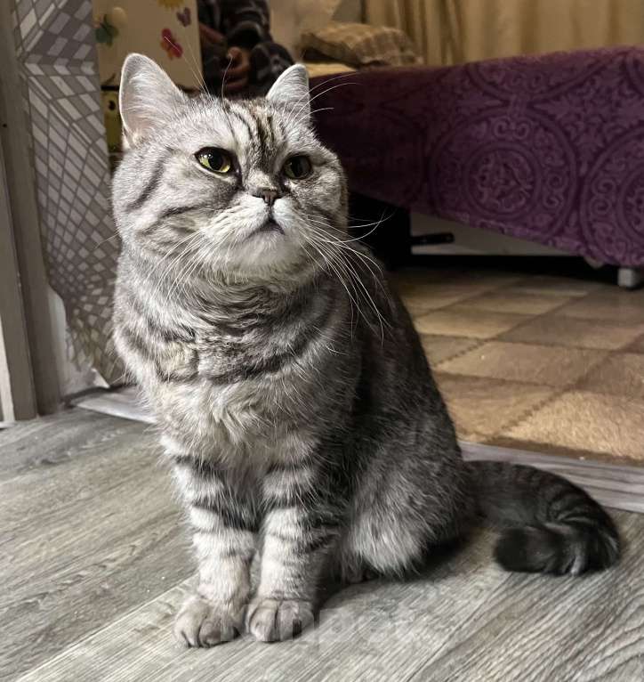 Кошки в Люберцах: Отдам в хорошую семью Девочка, Бесплатно - фото 3