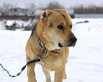 Собаки в Видном: Алабай Скорсби 2 года Мальчик, Бесплатно - фото 4