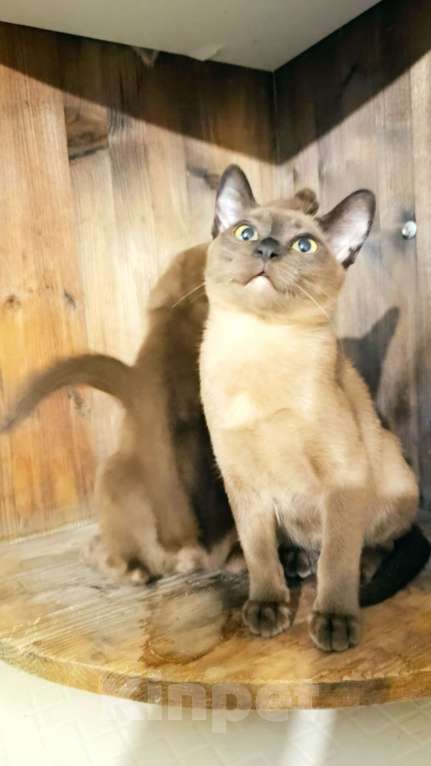 Кошки в Ростове-на-Дону: Кошечка европейской Бурмы  Девочка, 65 000 руб. - фото 5