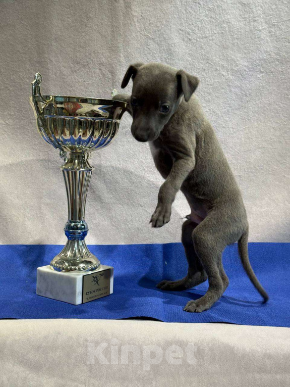 Собаки в Москве: Щенки уиппета Мальчик, Бесплатно - фото 2