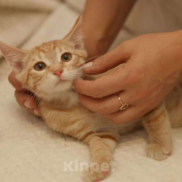 Кошки в Москве: Передержка уезжает 🆘️ Боне срочно нужен дом Девочка, Бесплатно - фото 5