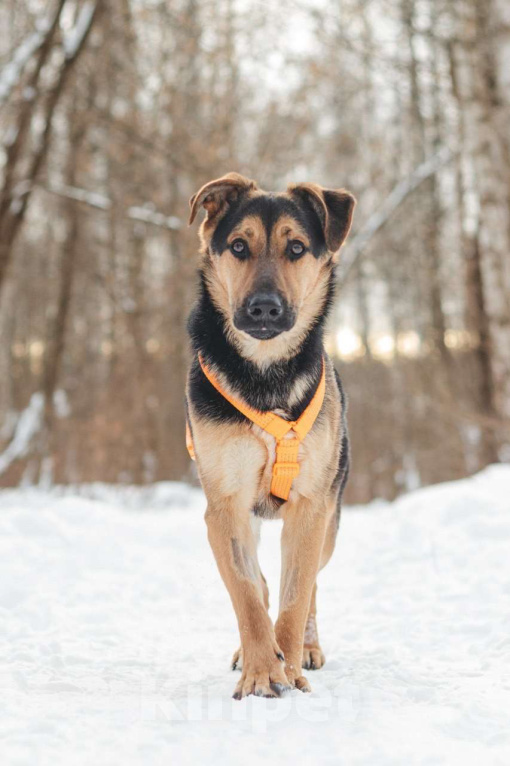 Собаки в Москве: Щенок в добрые руки Девочка, Бесплатно - фото 9