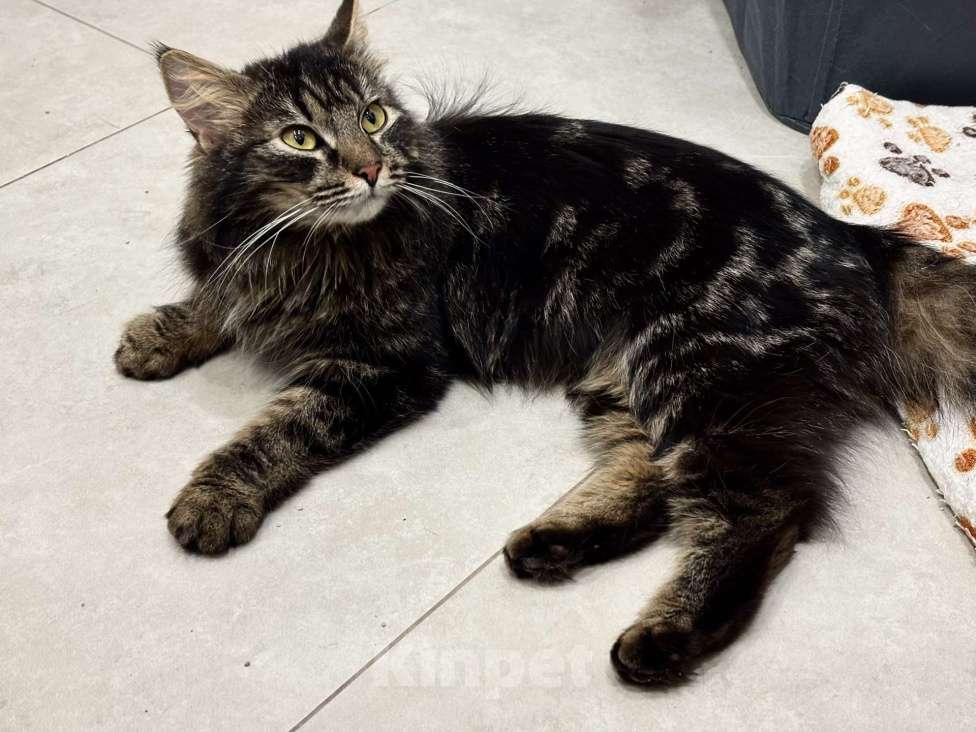 Кошки в Москве: Пушистая кошка в добрые руки Девочка, Бесплатно - фото 3