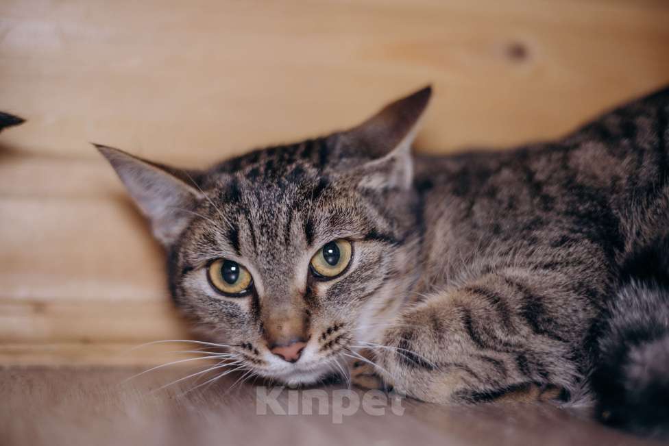 Кошки в Видном: Фрее нужен дом Девочка, Бесплатно - фото 1