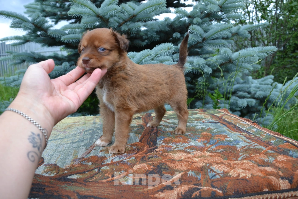 Собаки в Москве: Щенок мальчик ксоло медио в шерсти  Мальчик, 10 000 руб. - фото 3