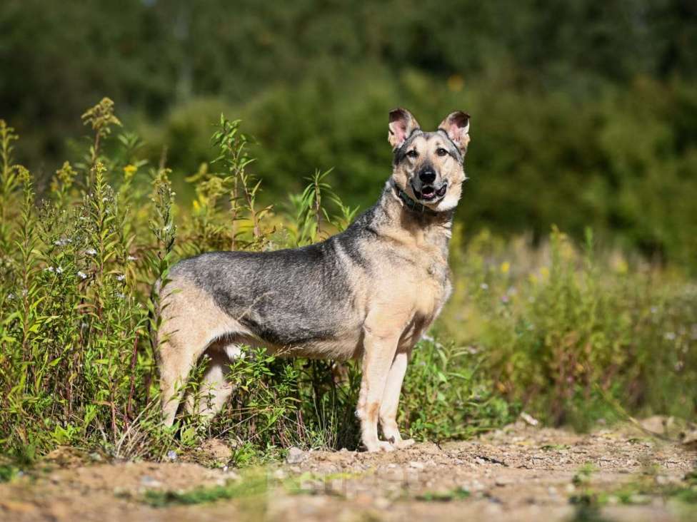 Собаки в Химках: Лосик в добрые руки Мальчик, Бесплатно - фото 7