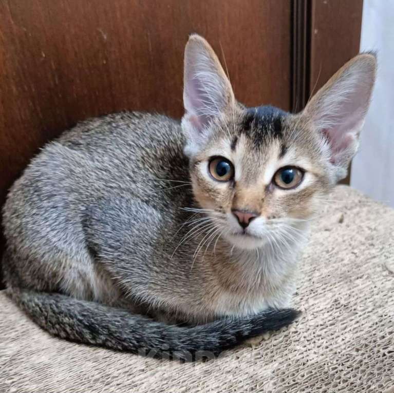 Кошки в Москве: Абиссинский котенок Жасмин нуждается в доме! Заметьте! Девочка, Бесплатно - фото 3