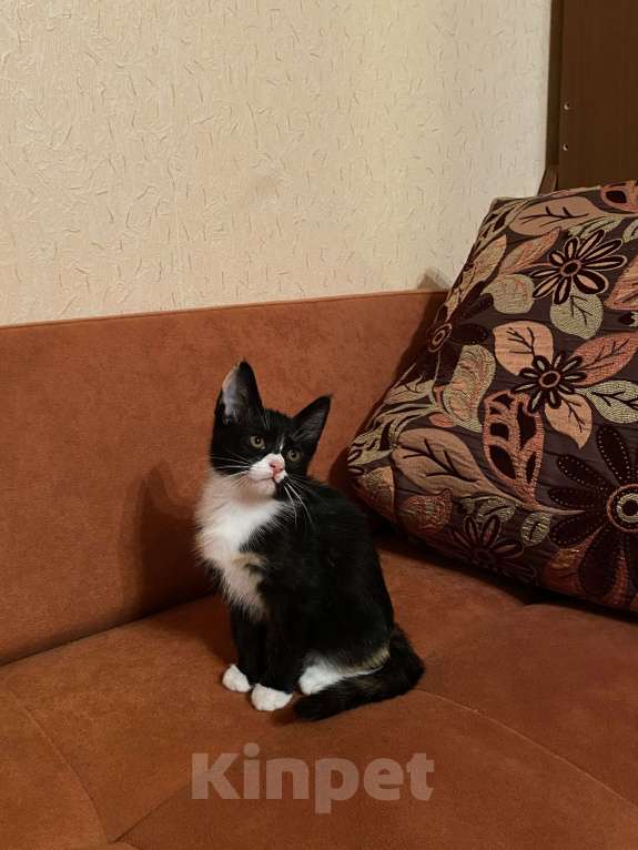 Кошки в Смоленске: Котенок 3 месяца  Девочка, 100 руб. - фото 1
