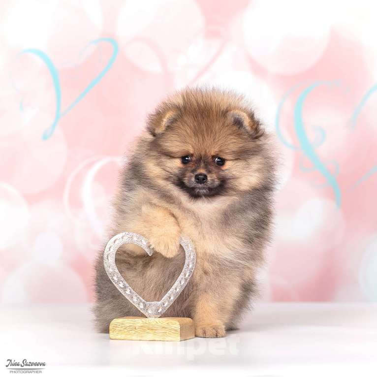 Собаки в Москве: Шпиц померанский с подарками Девочка, Бесплатно - фото 3