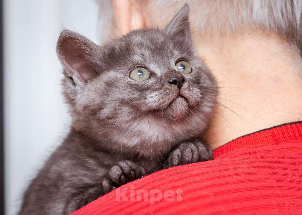 Кошки в Москве: Котята-метисы Британки в добрые руки Девочка, Бесплатно - фото 1