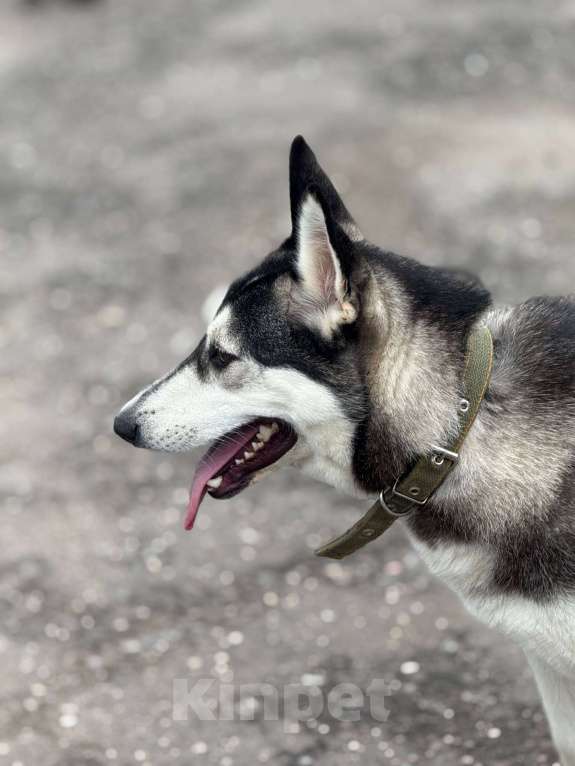Собаки в Москве: Миниатюрная хаски Таура Девочка, Бесплатно - фото 2