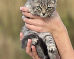 Кошки в Москве: Маленького котёнка бросили умирать Девочка, Бесплатно - фото 8