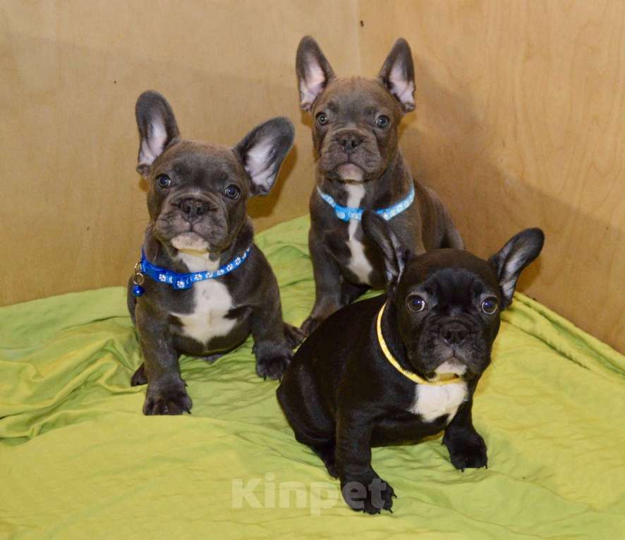 Собаки в Самаре: Щенки французского бульдога  Мальчик, 35 000 руб. - фото 6