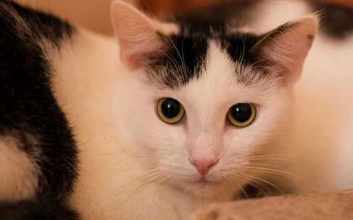 Лунтик из приюта в добрые руки