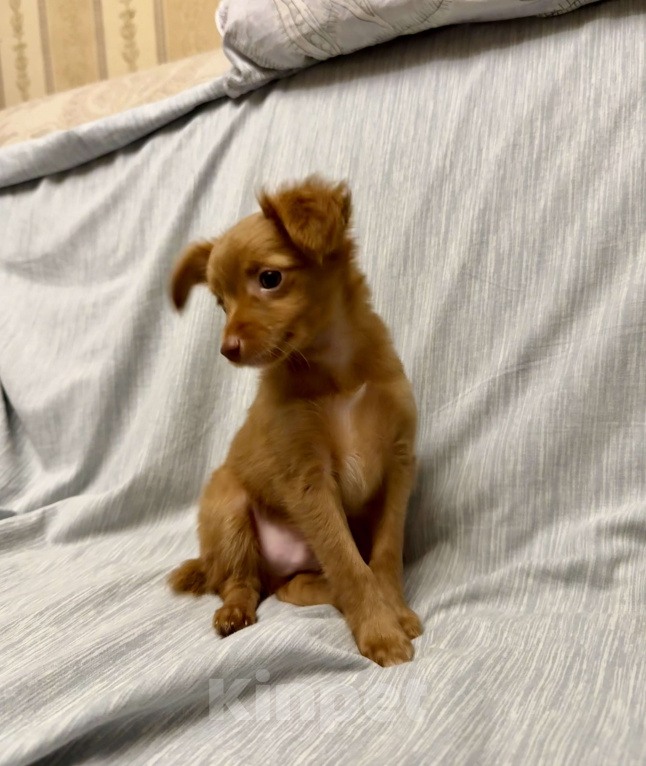 Собаки в Москве: Пражский крысарик, щенки  Мальчик, Бесплатно - фото 8