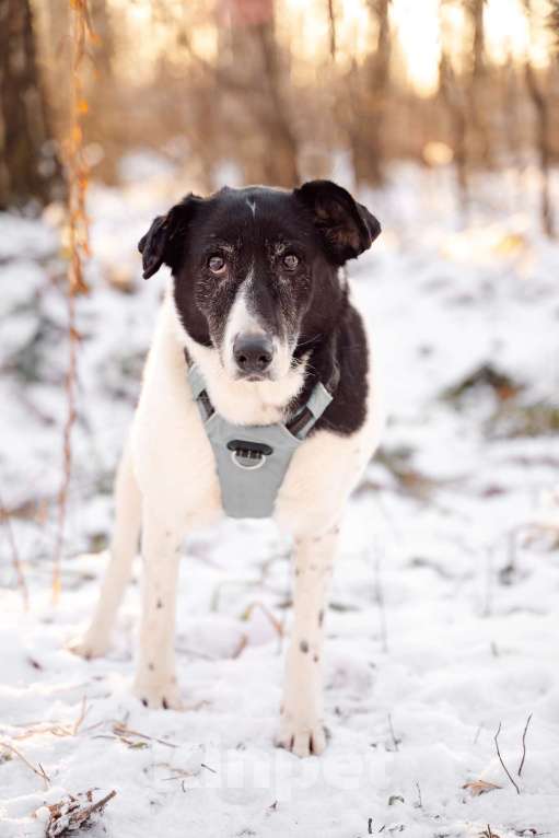 Собаки в Москве: Долли Девочка, Бесплатно - фото 6