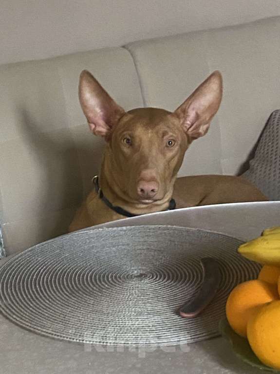 Собаки в других городах Московской области: Фараонова собака Мальчик, 25 000 руб. - фото 1