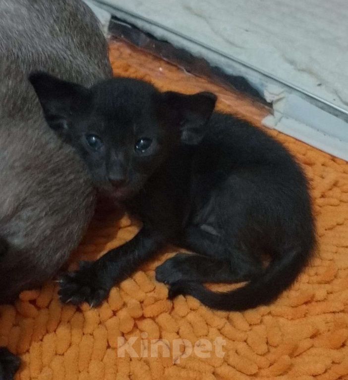 Кошки в Екатеринбурге: Ориентальная Мальчик, 35 000 руб. - фото 2