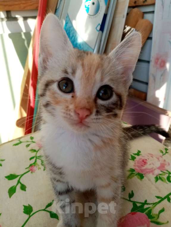 Кошки в Волгограде: Две кошечки ищут дом Девочка, Бесплатно - фото 2