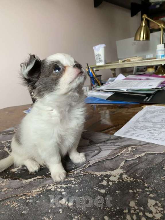 Собаки в других городах Московской области: Элитный щенок Чихуахуа из питомника Девочка, 80 000 руб. - фото 10