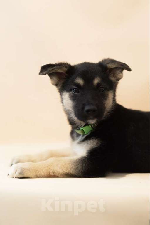 Собаки в Москве: Щенки всех окрасов в добрые руки Мальчик, 1 руб. - фото 6