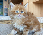 Кошки в Екатеринбурге: мальчик мейн-кун Мальчик, 40 000 руб. - фото 2