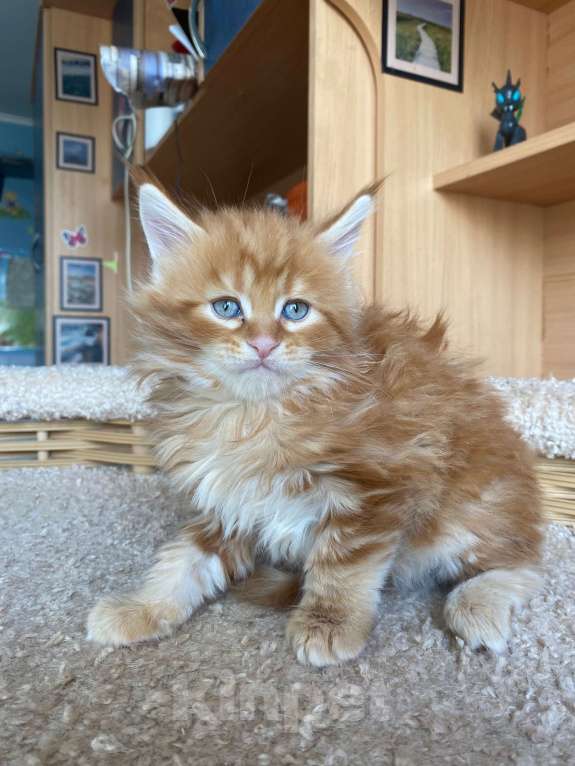 Кошки в Екатеринбурге: мальчик мейн-кун Мальчик, 40 000 руб. - фото 2