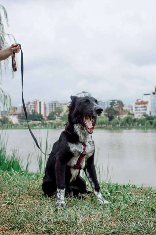 Собаки в Москве: ПО спасён в Грузии и ищет дом Мальчик, Бесплатно - фото 3