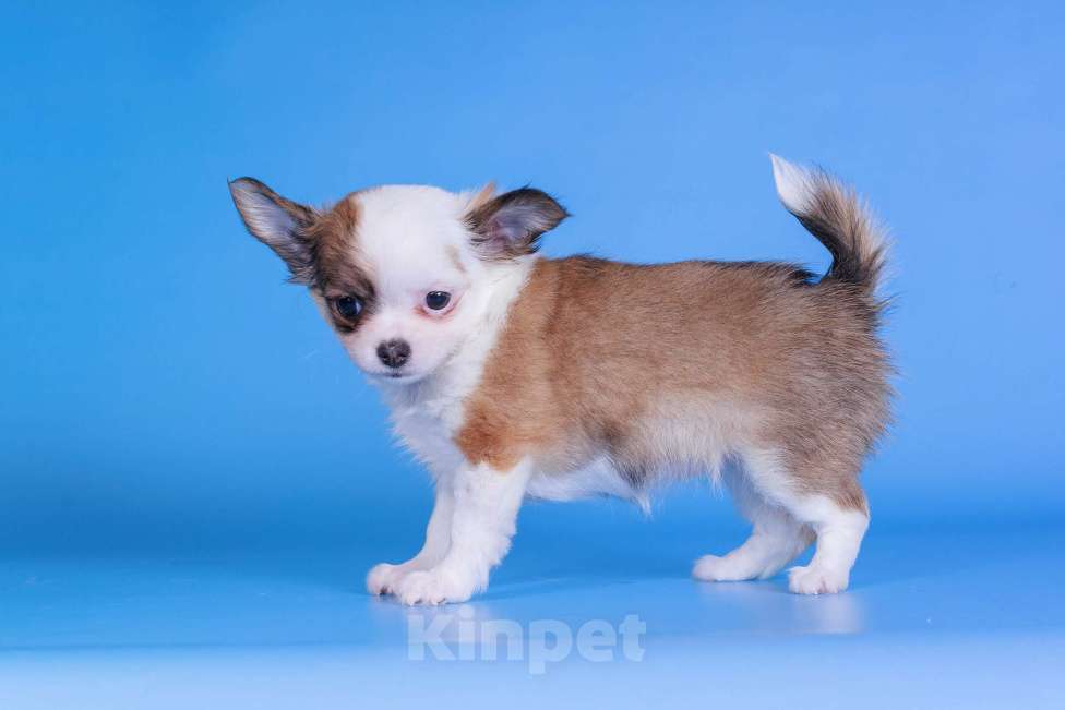 Собаки в Москве: Чихуахуа д/ш девочка Девочка, 45 000 руб. - фото 3