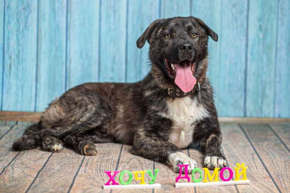 Собаки в Москве: Бульмастиф Алан в добрые руки Мальчик, 1 руб. - фото 3