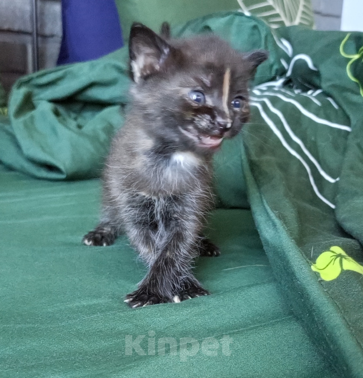 Кошки в Москве: Котёнок в добрые руки Разнополые, Бесплатно - фото 3