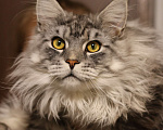 Кошки в Королеве: Котенок помета А; Мейн Кун, Айсберг. Мальчик, 25 000 руб. - фото 7