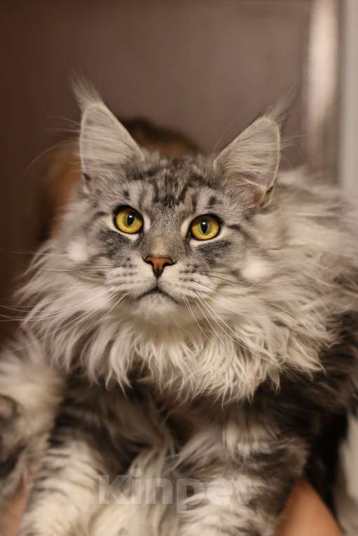 Кошки в Королеве: Котенок помета А; Мейн Кун, Айсберг. Мальчик, 25 000 руб. - фото 7