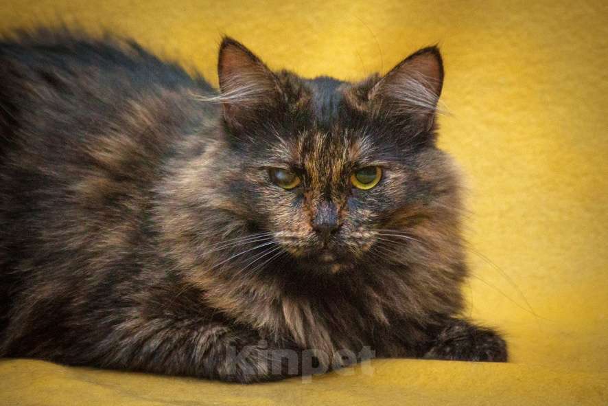 Кошки в Москве: Ищут свою семью два "пушистых облака", братик и сестренка, Тиль и Шарлотта нуждаются в доме!  Девочка, Бесплатно - фото 4