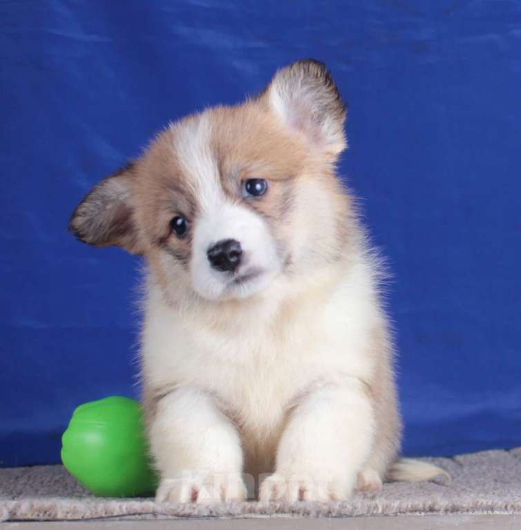 Собаки в Москве: вельш корги пемброк щенки от чемпиона Девочка, 80 000 руб. - фото 4