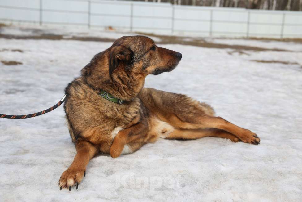 Собаки в Москве: Особенный пес Валик живет в приюте много лет, все еще ждет Мальчик, Бесплатно - фото 6