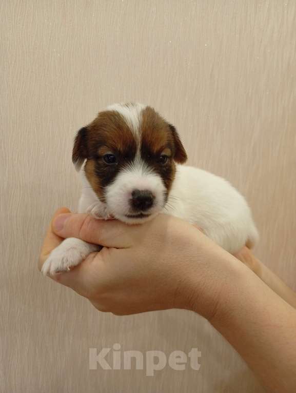 Собаки в Дмитрове: Мальчик Мальчик, 30 000 руб. - фото 3