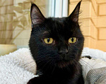 Кошки в Москве: Черный жемчуг - котенок Марсик ищет заботливых хозяев. В добрые руки Мальчик, Бесплатно - фото 2