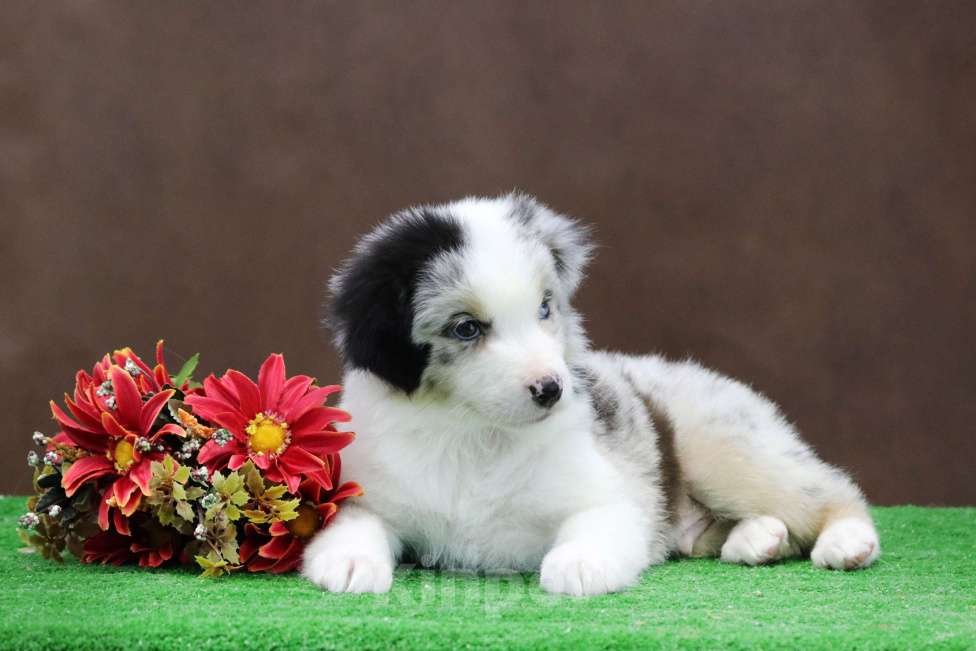 Собаки в Москве: Мраморный разноглазый мальчик мини аусси Мальчик, 110 000 руб. - фото 3