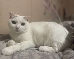 Кошки в Брянске: Вислоухая кошка Девочка, Бесплатно - фото 2